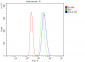 Anti-PCK2 Antibody Picoband™ (monoclonal, 3F7)